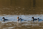Common Goldeneye And Buffleheads
